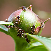 Infestação de Formigas