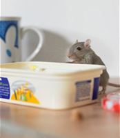 ratos - medidas preventivas