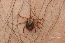 biologia dos ácaros