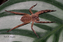 biologia das aranhas