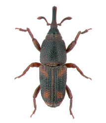caruncho