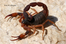 biologia dos escorpiões