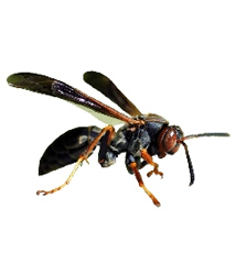 marimbondo