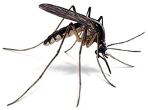 mosquito/pernilongo