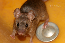 ratos - habitat