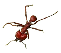 saúvas