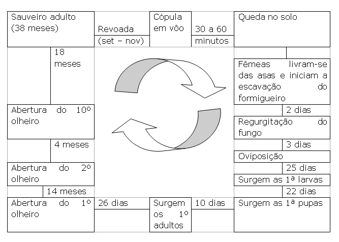 Ciclo de Vida de Um Sauveiro